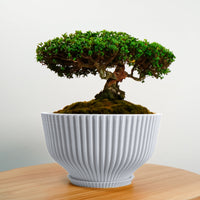Bonsai Pot with Drainage & Tray In Many Colors & Sizes