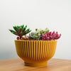 Bonsai Pot with Drainage & Tray In Many Colors & Sizes