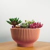 Bonsai Pot with Drainage & Tray In Many Colors & Sizes
