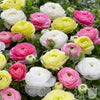 Ranunculus 10 Corms - Tecolote Pastel Mix By Easy To Grow Bulbs