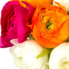 Ranunculus 30 Corms - Tecolote Spring Fever Collection By Easy To Grow Bulbs