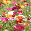 Ranunculus 10 Corms - Tecolote Picotee Mix By Easy To Grow Bulbs