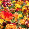 Ranunculus 10 Corms - Tecolote Picotee Mix By Easy To Grow Bulbs