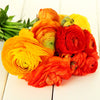 Ranunculus 30 Corms - Tecolote Burning Embers Collection By Easy To Grow Bulbs