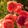 Ranunculus 10 Corms - Tecolote Rose By Easy To Grow Bulbs