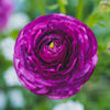 Ranunculus 20 Corms - Tecolote Royalty Collection By Easy To Grow Bulbs