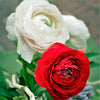 Ranunculus 20 Corms - Tecolote Romance Collection By Easy To Grow Bulbs