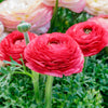 Ranunculus 10 Corms - Tecolote Rose By Easy To Grow Bulbs