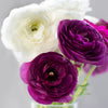 Ranunculus 20 Corms - Tecolote Royalty Collection By Easy To Grow Bulbs