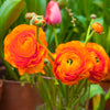 Ranunculus 10 Corms - Tecolote Sunset By Easy To Grow Bulbs