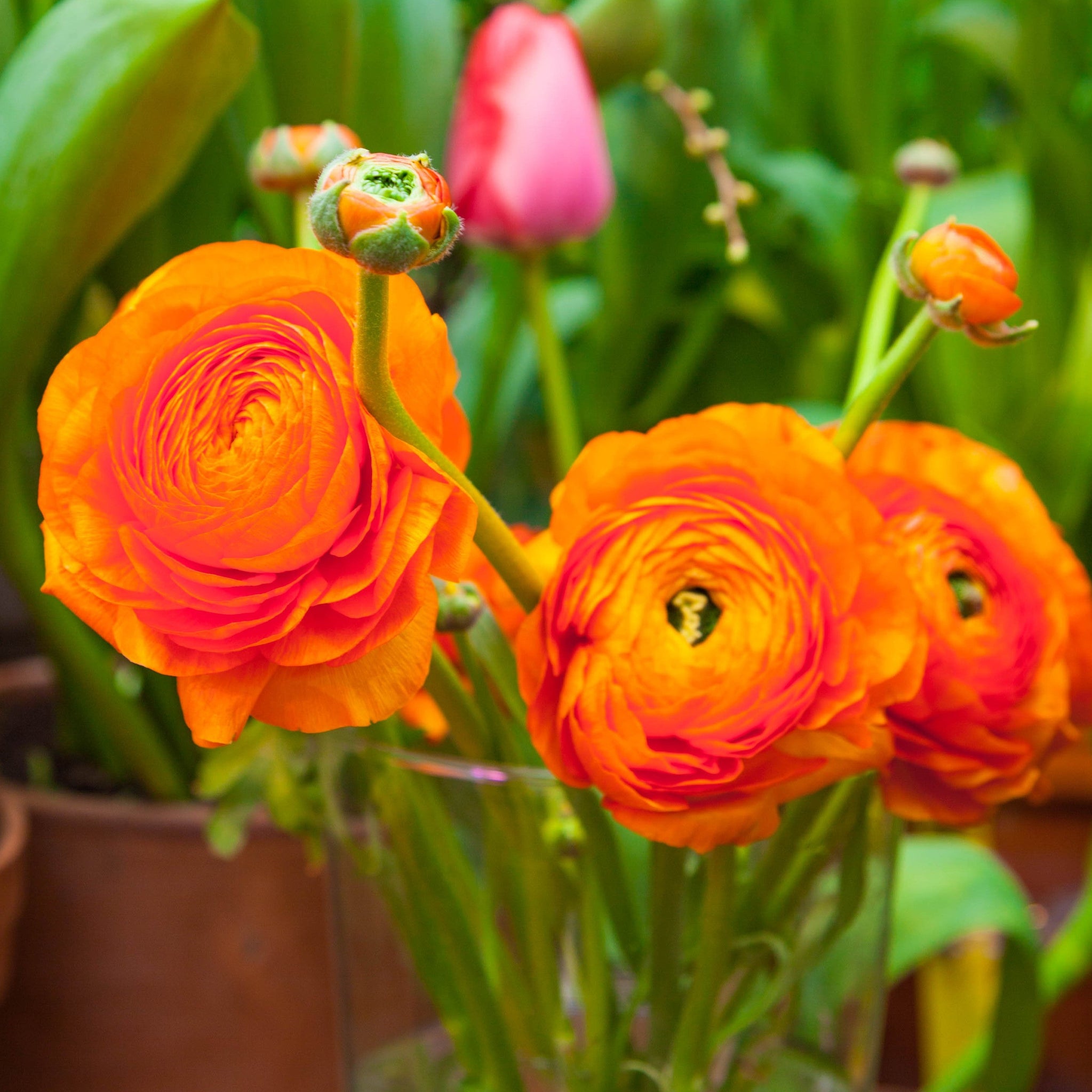Ranunculus 10 Corms - Tecolote Sunset By Easy To Grow Bulbs | The Plant ...