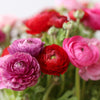 Ranunculus 30 Corms - Tecolote Very Berry Collection By Easy To Grow Bulbs