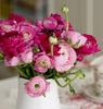 Ranunculus 30 Corms - Tecolote Very Berry Collection By Easy To Grow Bulbs