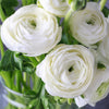 Ranunculus 10 Corms - Tecolote White By Easy To Grow Bulbs