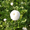 Ranunculus 10 Corms - Tecolote White By Easy To Grow Bulbs