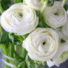 Ranunculus 20 Corms - Tecolote Royalty Collection By Easy To Grow Bulbs