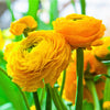 Ranunculus 10 Corms - Tecolote Yellow By Easy To Grow Bulbs