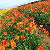 Ranunculus 10 Corms - Tecolote Sunset By Easy To Grow Bulbs