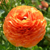 Ranunculus 10 Corms - Tecolote Sunset By Easy To Grow Bulbs