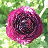 Ranunculus 10 Corms - Tecolote Purple By Easy To Grow Bulbs
