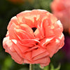 Ranunculus 10 Corms - Tecolote Rose By Easy To Grow Bulbs