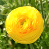 Ranunculus 10 Corms - Tecolote Rainbow Mix - By Easy To Grow Bulbs