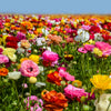 Ranunculus 10 Corms - Tecolote Rainbow Mix - By Easy To Grow Bulbs