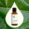Ravintsara Essential Oil By Plant Therapy
