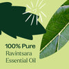 Ravintsara Essential Oil By Plant Therapy