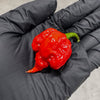 Reaper Madness Pepper Seed Collection, 5 Chili Varieties, Garden Vegetables