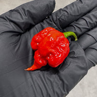 Reaper Madness Pepper Seed Collection, 5 Chili Varieties, Garden Vegetables