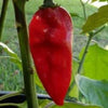 Red Devils Tongue Pepper Seeds, Garden Vegetables