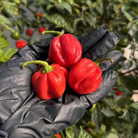Red Savina Habanero Pepper Seeds, Famous Garden Vegetables 12 Year Record!
