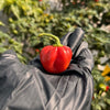 Red Savina Habanero Pepper Seeds, Famous Garden Vegetables 12 Year Record!