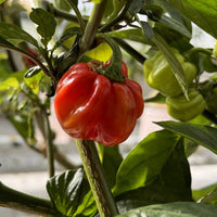 Red Savina Habanero Pepper Seeds, Famous Garden Vegetables 12 Year Record!