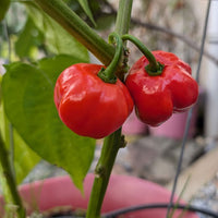 Red Savina Habanero Pepper Seeds, Famous Garden Vegetables 12 Year Record!