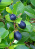 Chrysobalanus icaco, Red-tipped Cocoplum Fruit - Live Plant