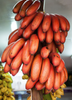 Musa acuminata, 'Red Cuban' Banana Fruit - Live Plant