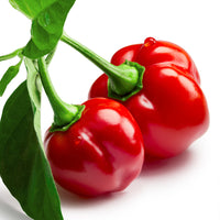 Red Savina Habanero Pepper Seeds, Famous Garden Vegetables 12 Year Record!