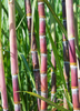 Saccharum officinarum, 'Red' Sugar Cane - Live Plant