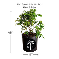 Plinia nana Red Dwarf Brazilian Jaboticaba Tree, Hybrid Live Plant