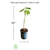 Carica papaya 'Dwarf Red Lady' Fruit Tree, Live Plant