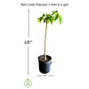 Carica papaya 'Dwarf Red Lady' Fruit Tree, Live Plant