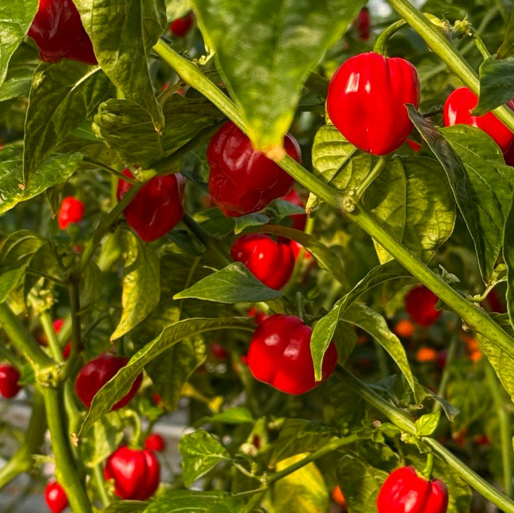 Red Savina Habanero Pepper Seeds, Famous Garden Vegetables 12 Year Record!
