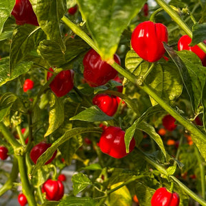 Red Savina Habanero Pepper Seeds, Famous Garden Vegetables 12 Year Record!