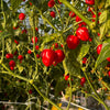 Red Savina Habanero Pepper Seeds, Famous Garden Vegetables 12 Year Record!