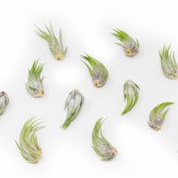 Tillandsia Ionantha Scaposa Air Plants