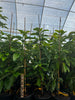 Persia americana, Avocado 'Catalina' Fruit Tree - Live Plant