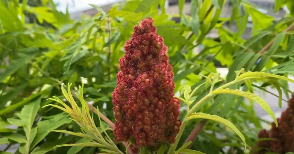 sumac seeds for planting Rhus Typhina 100 Seeds, Staghorn Sumac Cold Hardy Native Shrub Tree
