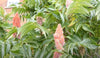 Rhus Typhina 100 Seeds, Staghorn Sumac Cold Hardy Native Shrub Tree